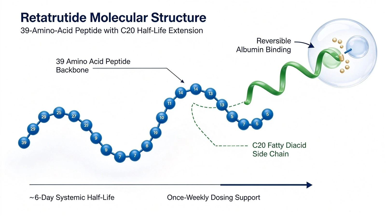 retatrutide-molecular-structure-c20-half-life-ai-anchor-v1webp retatrutide-molecular-structure-c20-half-life-ai-anchor-v1webp